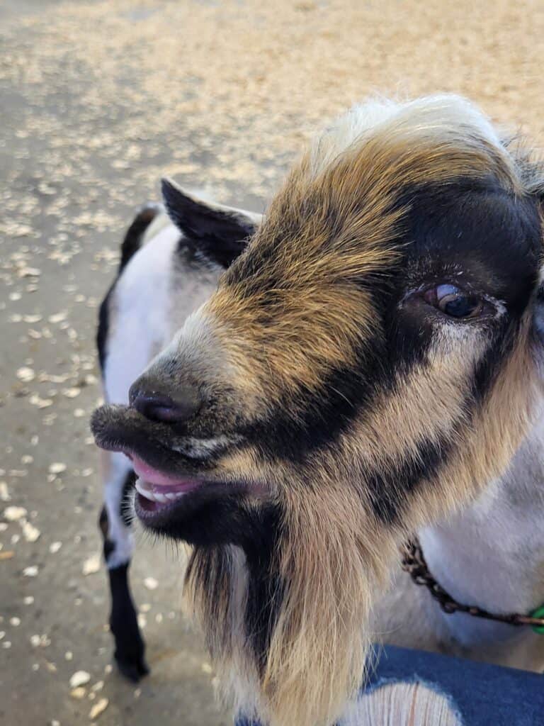 close up of a goat smiling