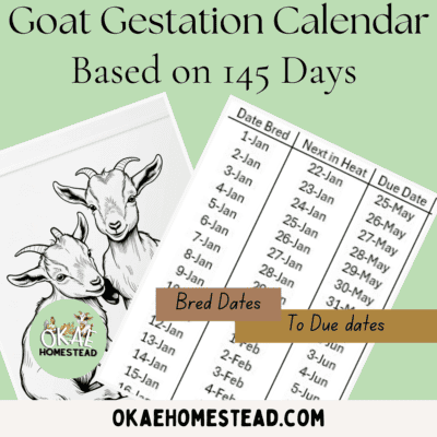 Goat gestation calendar 145 days mockup image with goat kid outline and Okae Homestead Logo