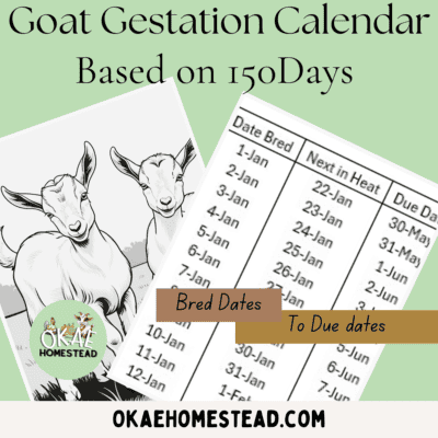 Goat gestation calendar 150 days mockup image with goat kid outline and Okae Homestead Logo
