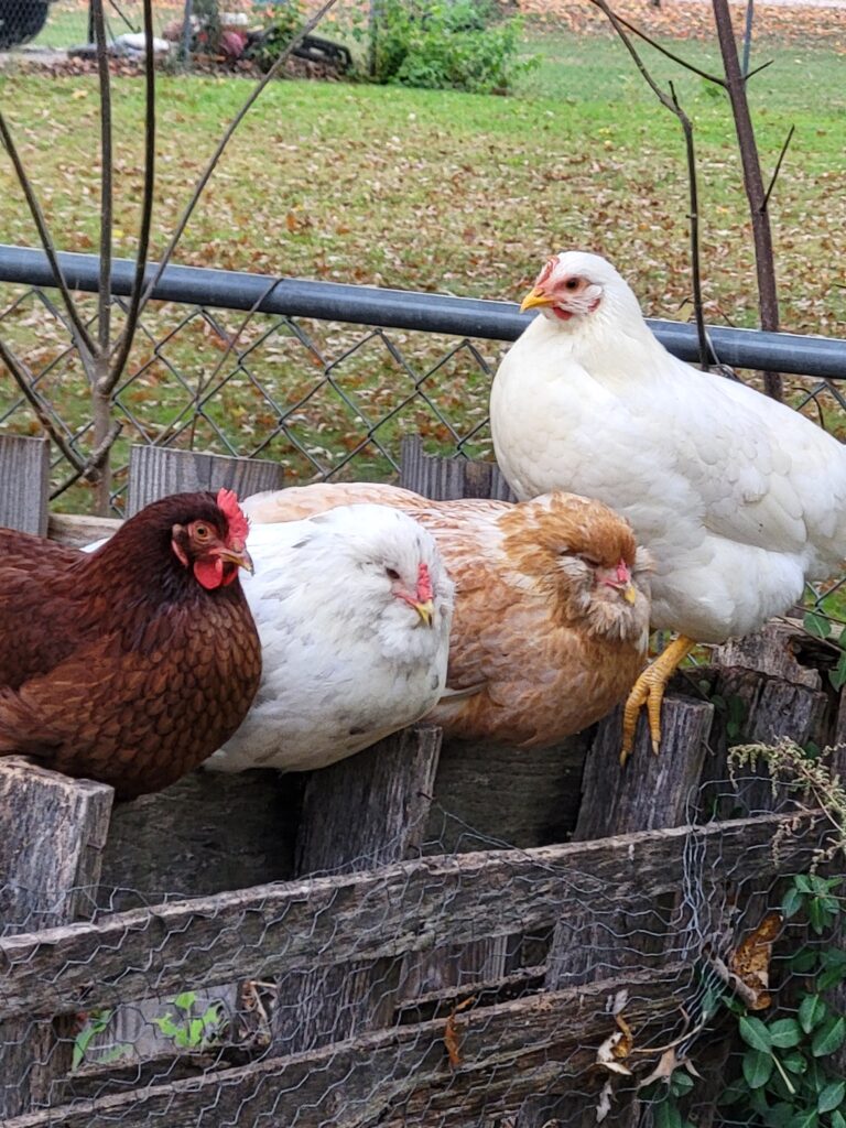 several chickens perched on a wooden garden fence