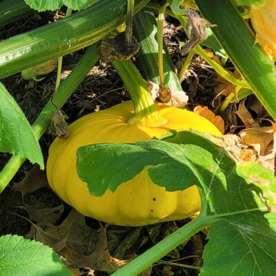 Garden Resources
