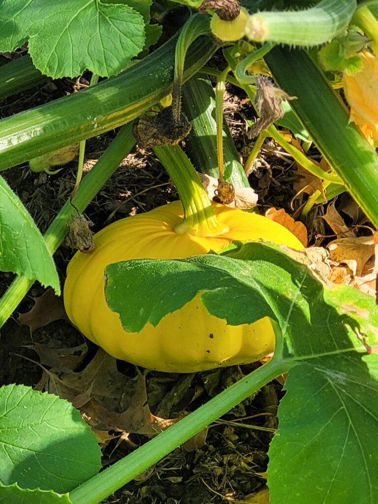 a close up of a small yellow squash with green leaves and vines surrounding it in a garden