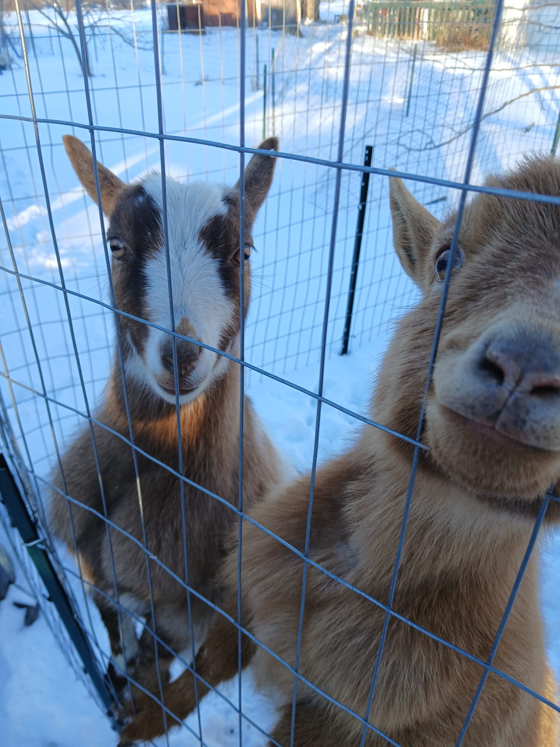 2 small goats looking through a fence