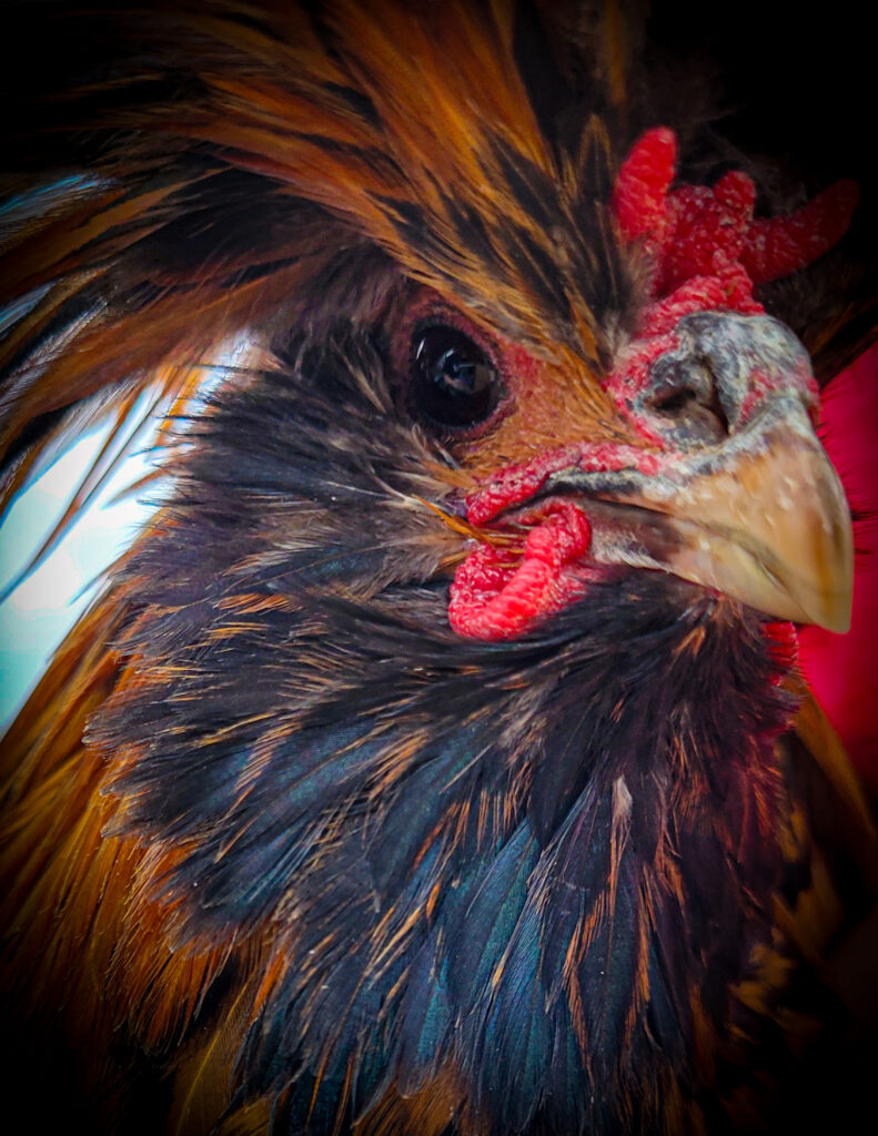 closeup of a rooster's face