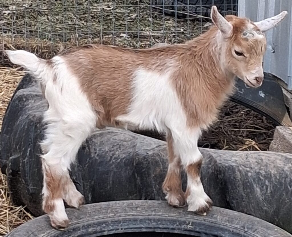 small goat kid, light brown along his back and sides with a white belly and legs
